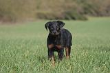 BEAUCERON - PUPPIES 420